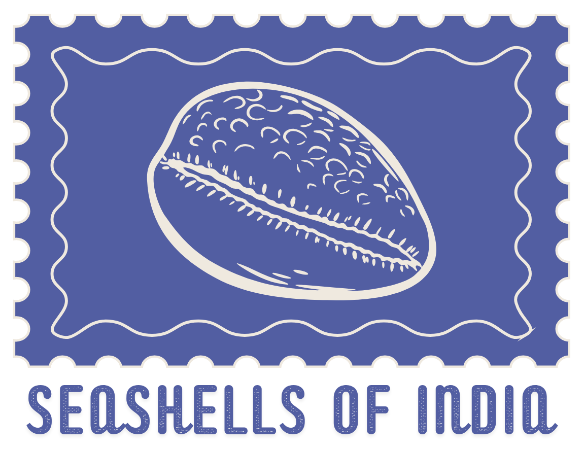 Seashells of India